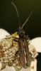 Oedemera sp.